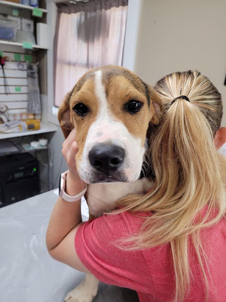 Enlarge Farley, a Adoptable mixed breed in Linton, IN image 1/1