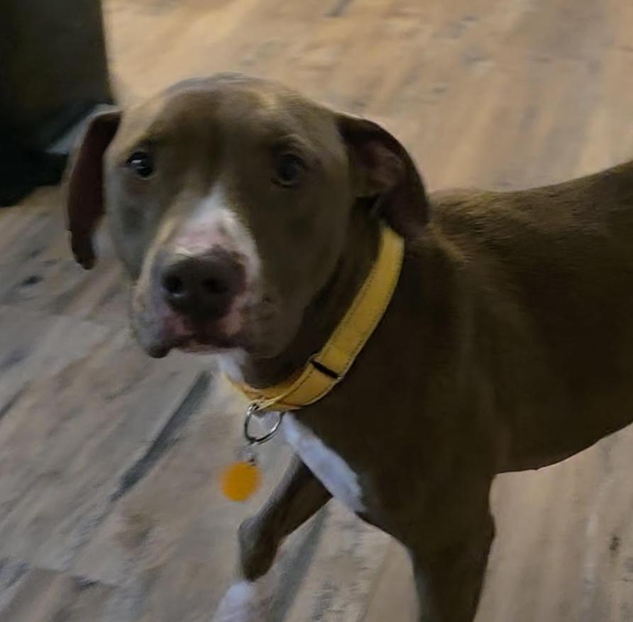 Anders, a ADOPTABLE mixed breed in Cumming, GA image 2/4