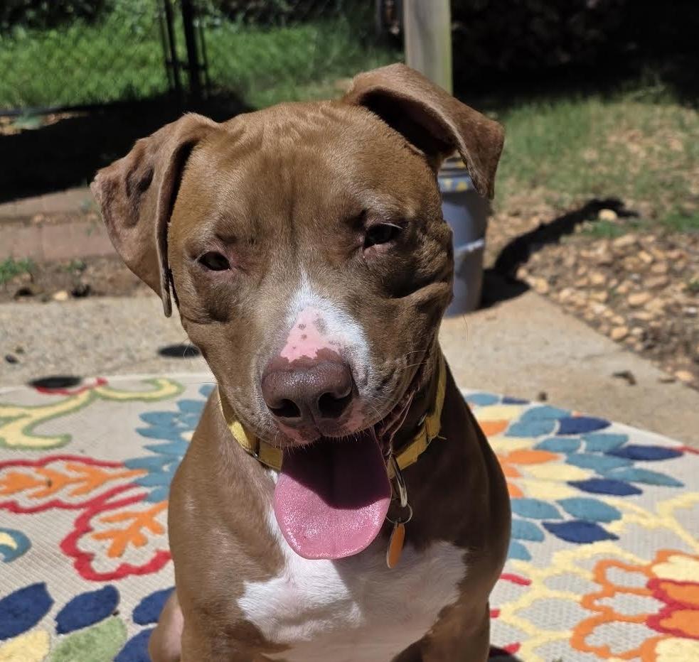Enlarge Anders, a ADOPTABLE mixed breed in Cumming, GA image 1/3