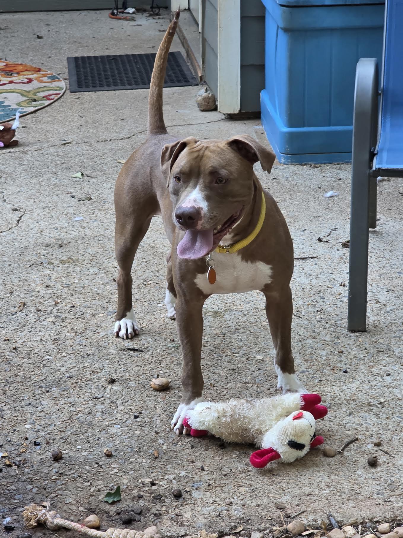Enlarge Anders, a ADOPTABLE mixed breed in Cumming, GA image 3/3