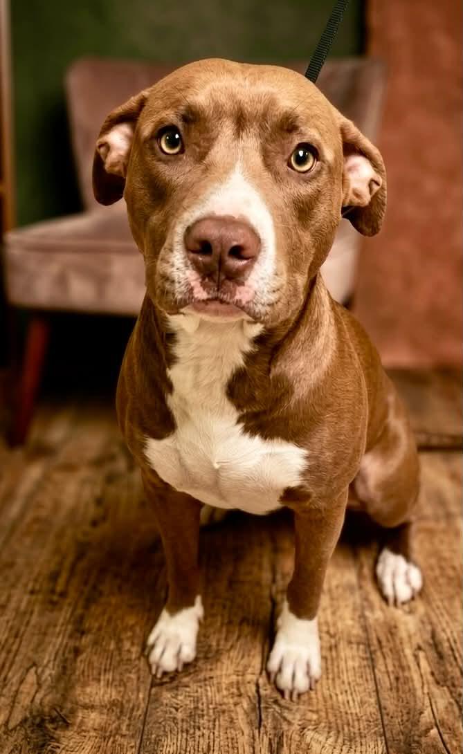 Anders, a ADOPTABLE mixed breed in Cumming, GA image 4/4