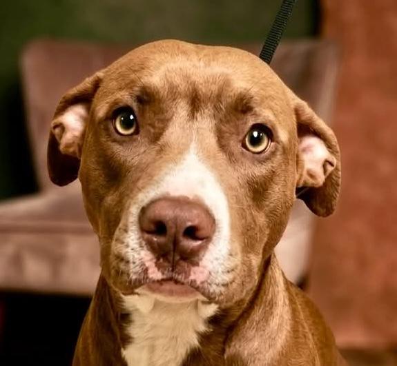 Anders, a ADOPTABLE mixed breed in Cumming, GA image 1/4