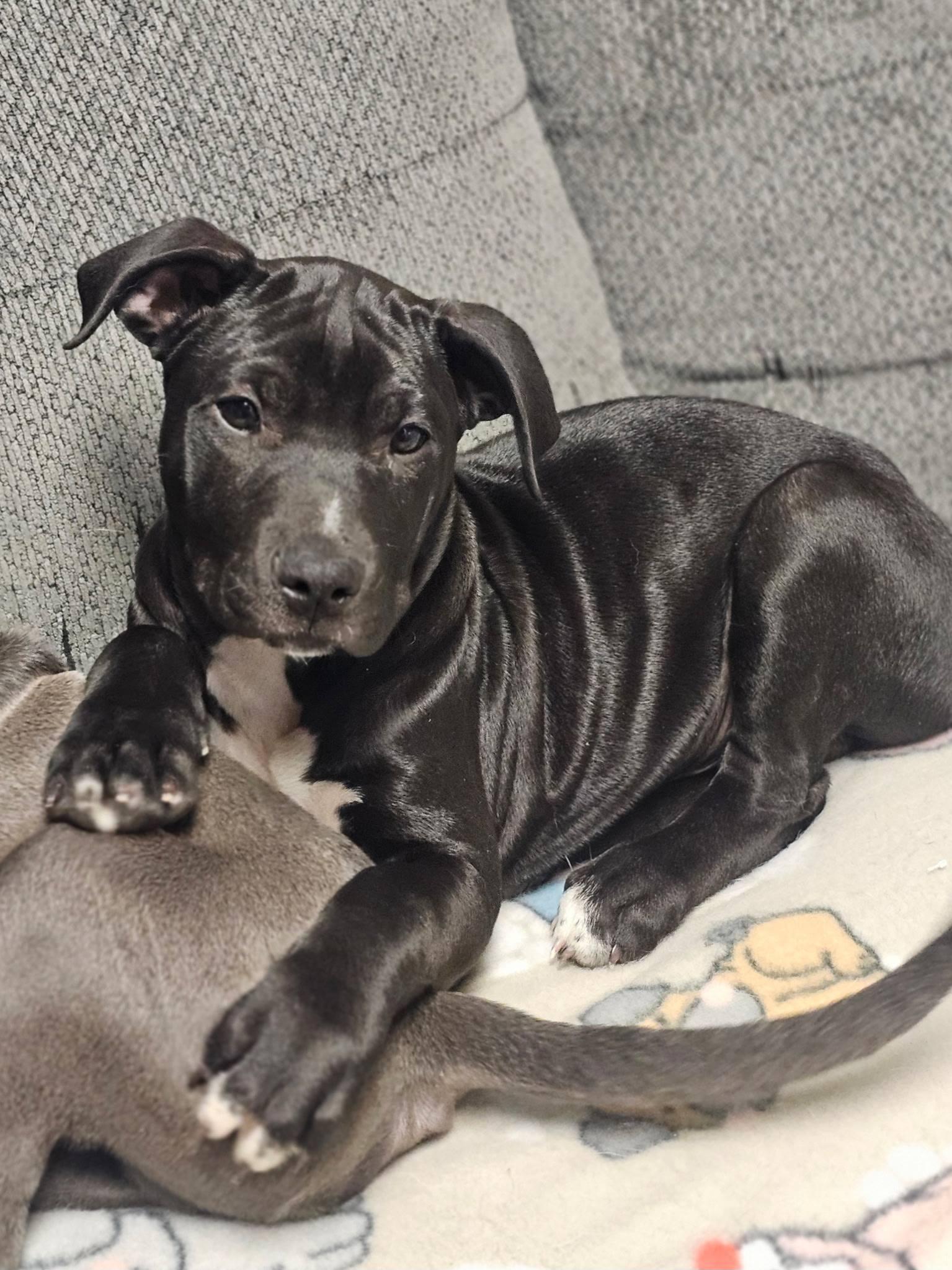 Grits, an adopted mixed breed in Broken Arrow, OK image 1/5