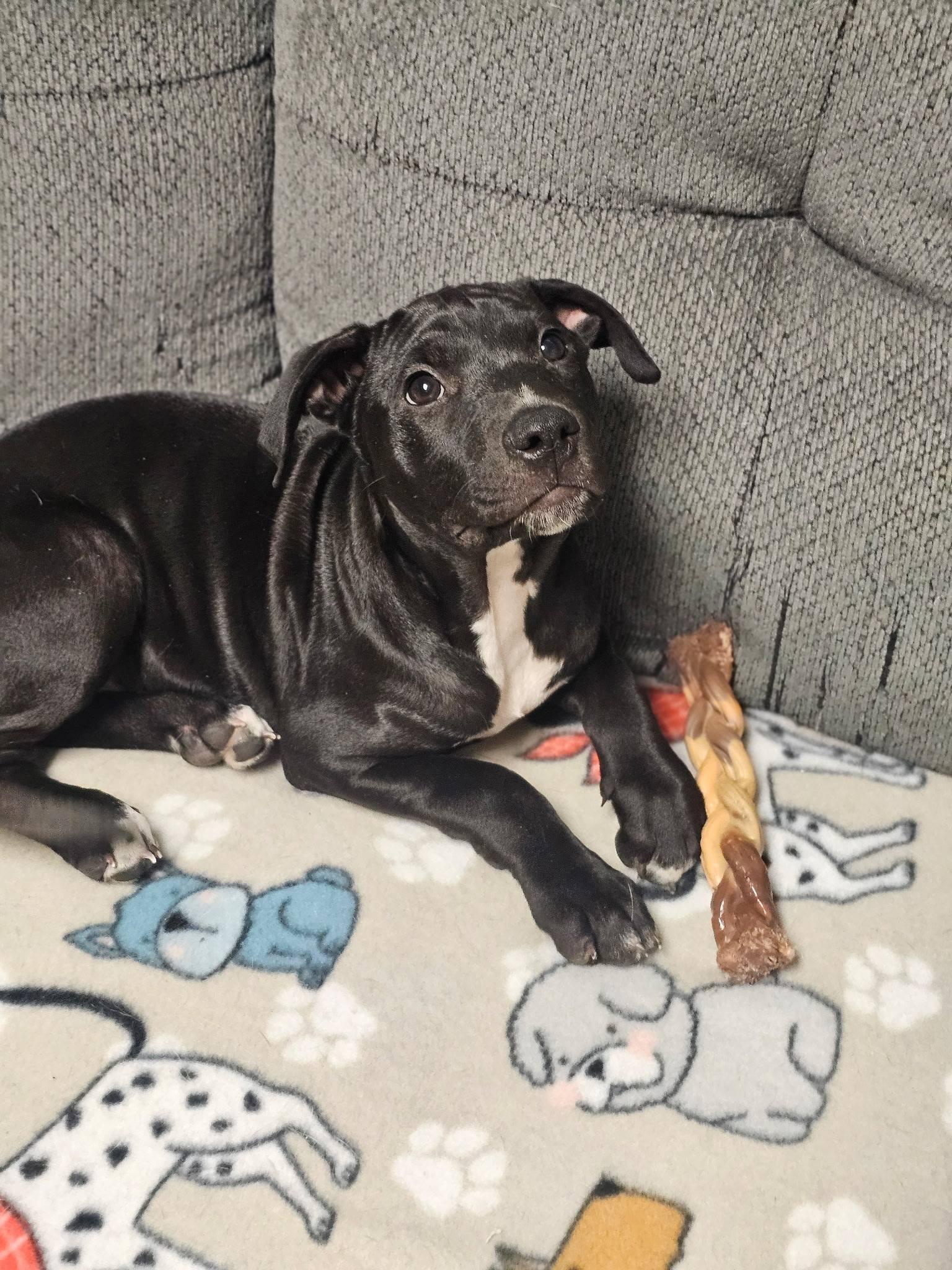Grits, an adopted mixed breed in Broken Arrow, OK image 2/5