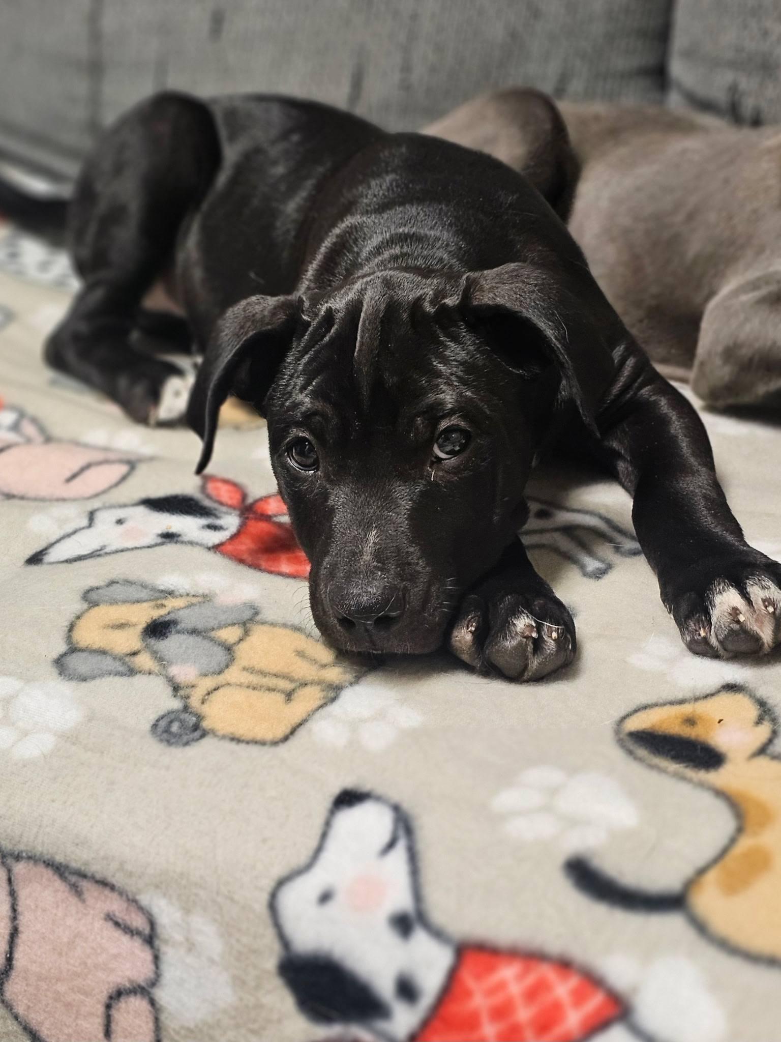 Grits, an adopted mixed breed in Broken Arrow, OK image 3/5