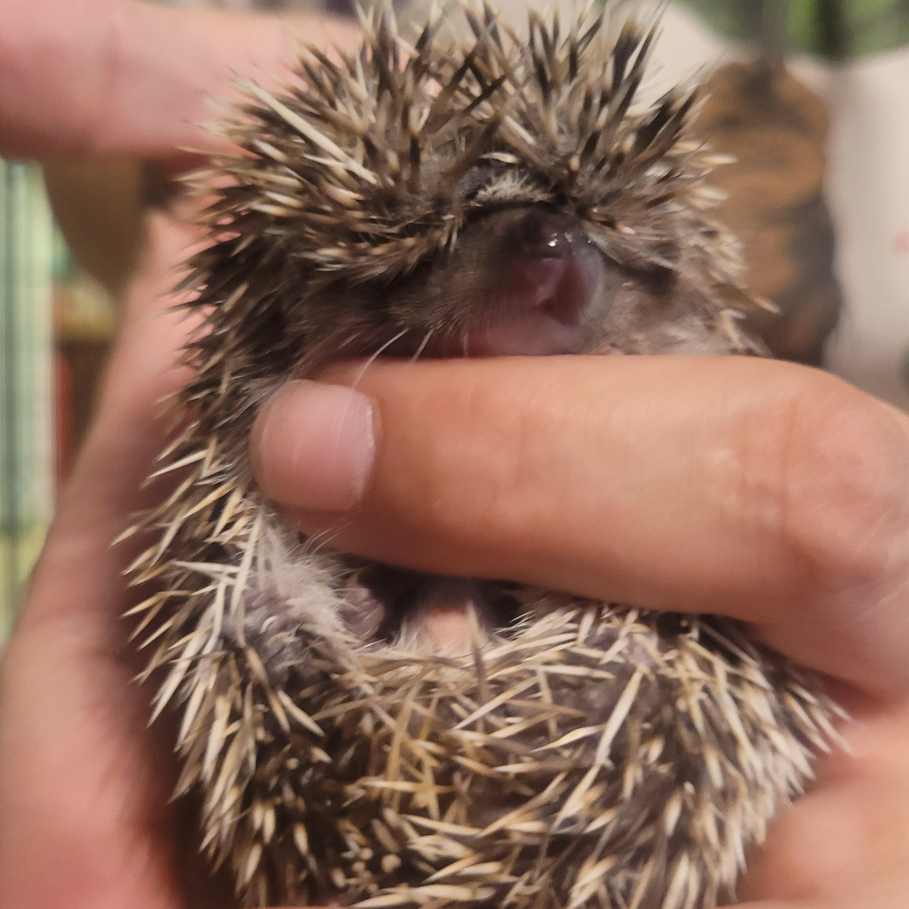 Enlarge Sage, a Adoptable Hedgehog in bauxite, AR image 4/4