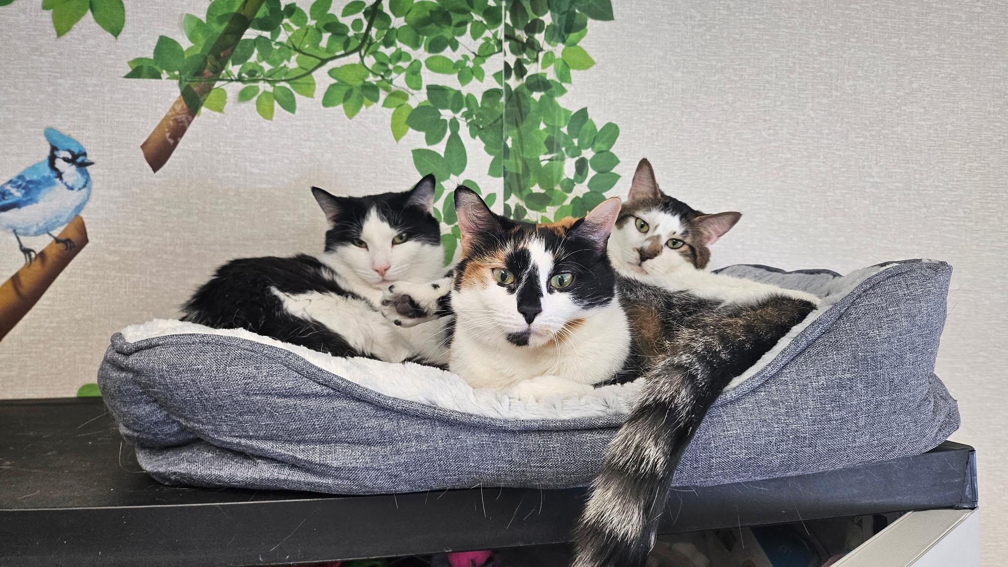 Enlarge Gigi, Mister, and Oreo, a ADOPTABLE mixed breed in Salem, NH image 6/6