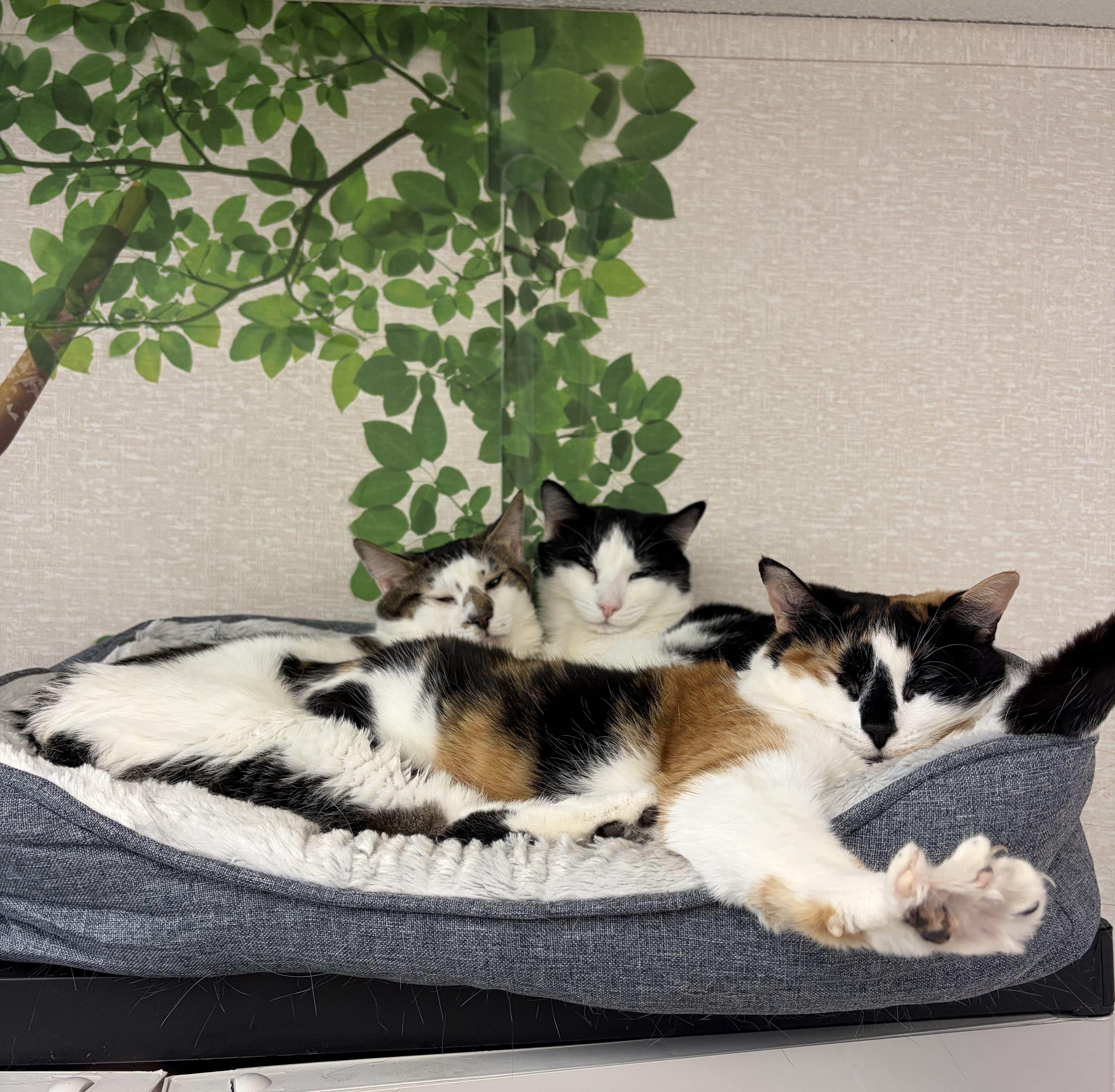 Enlarge Gigi, Mister, and Oreo, a ADOPTABLE mixed breed in Salem, NH image 1/6