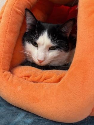 Enlarge Gigi, Mister, and Oreo, a ADOPTABLE mixed breed in Salem, NH image 5/6