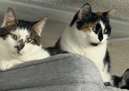 Gigi, Mister, and Oreo, ADOPTABLE, Adult Male Domestic Short Hair.