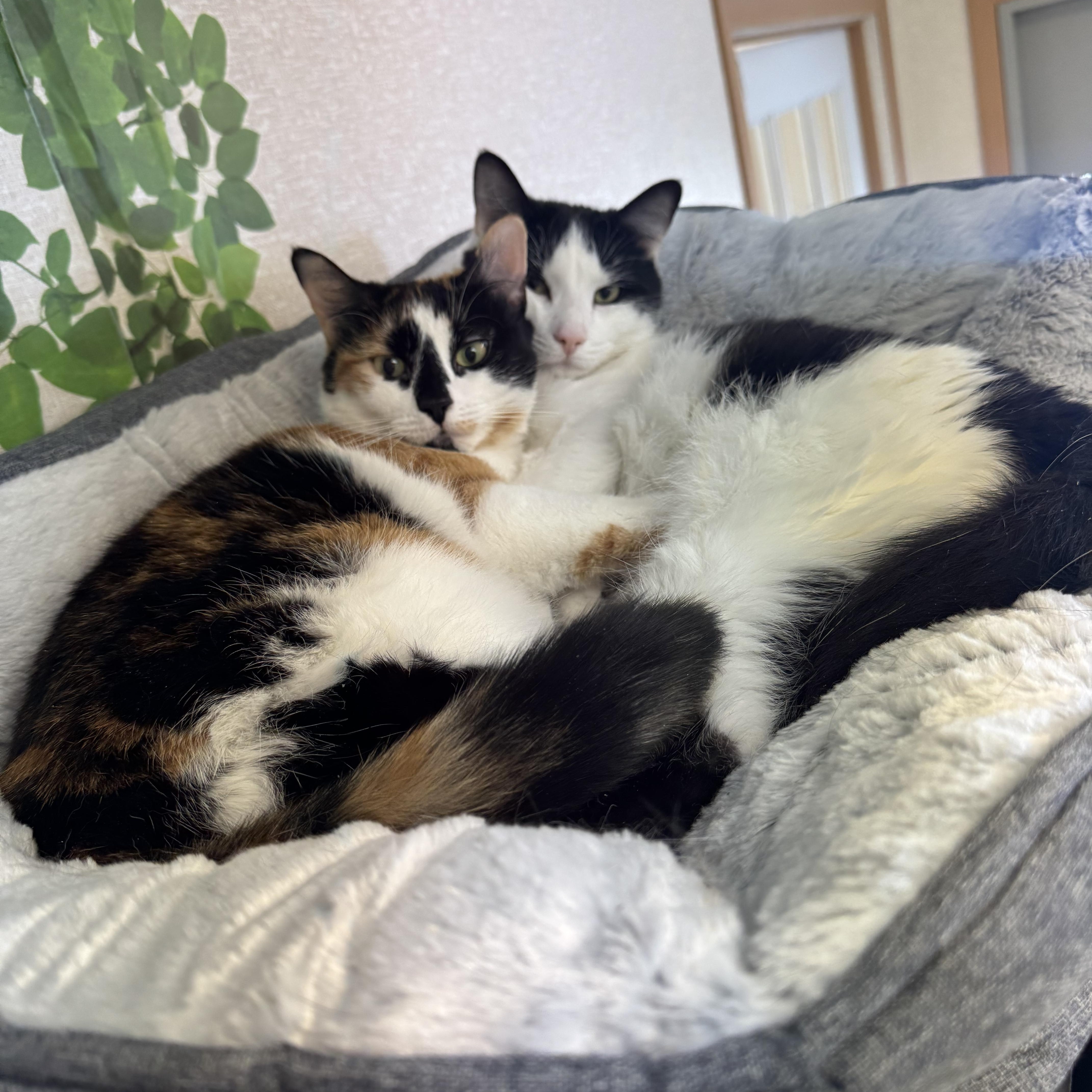 Gigi, Mister, and Oreo, ADOPTABLE, Adult Male Domestic Short Hair.