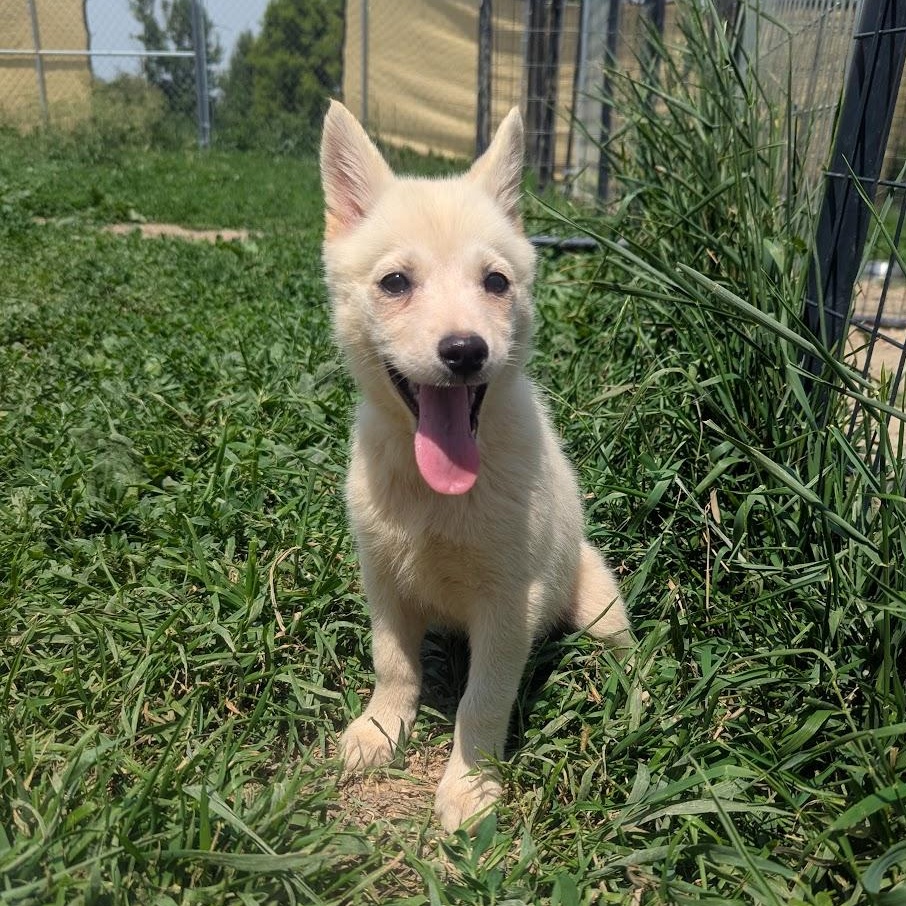 Beatrice, an adoptable Pomsky, Shiba Inu in Blue Earth, MN, 56013 | Photo Image 2