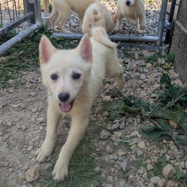 Beatrice, an adoptable Pomsky, Shiba Inu in Blue Earth, MN, 56013 | Photo Image 3