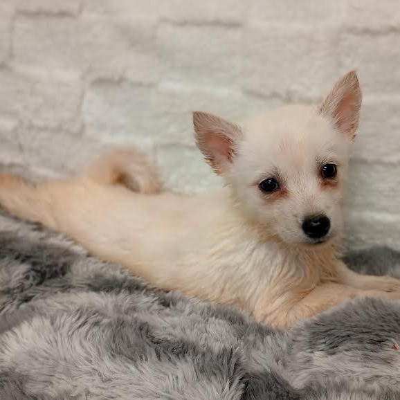 Beatrice, an adoptable Pomsky, Shiba Inu in Blue Earth, MN, 56013 | Photo Image 4