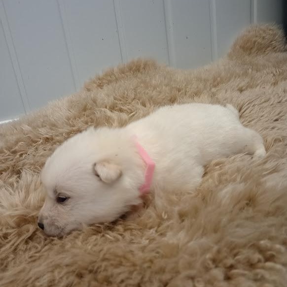 Beatrice, an adoptable Pomsky, Shiba Inu in Blue Earth, MN, 56013 | Photo Image 5