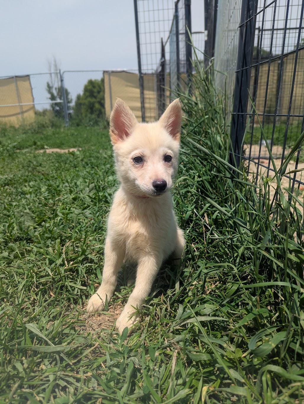 Beatrice, an adoptable Pomsky, Shiba Inu in Blue Earth, MN, 56013 | Photo Image 1