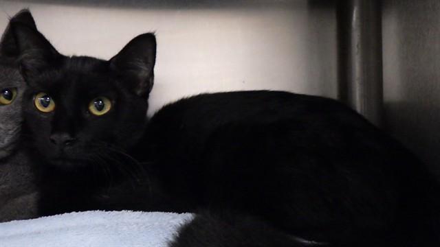 BLACKY, Adoptable, Young Male Domestic Short Hair.