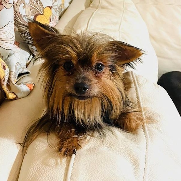 Dog for adoption - Mary, a Yorkshire Terrier in Harrisburg , PA | Petfinder