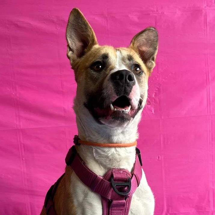 Reese — thumbnail 4