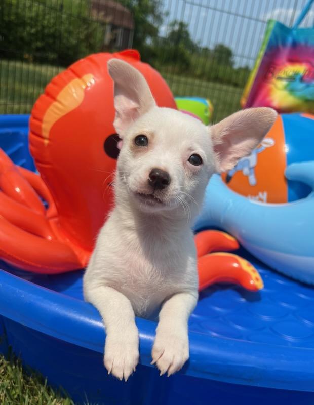 PEARL, adopted, Puppy Female Chihuahua.