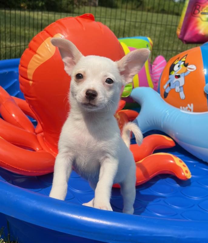 PEARL, an adopted Chihuahua in Belmont, NY image 3/3