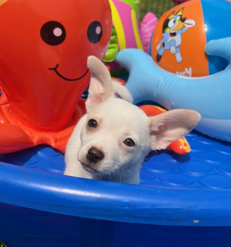 PEARL, an adopted Chihuahua in Belmont, NY image 2/3