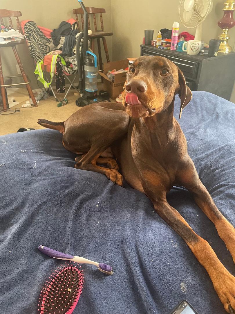 Dash  "ADOPTED", Adoptable, Adult Male Doberman Pinscher.