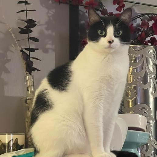 Kleo — thumbnail 4