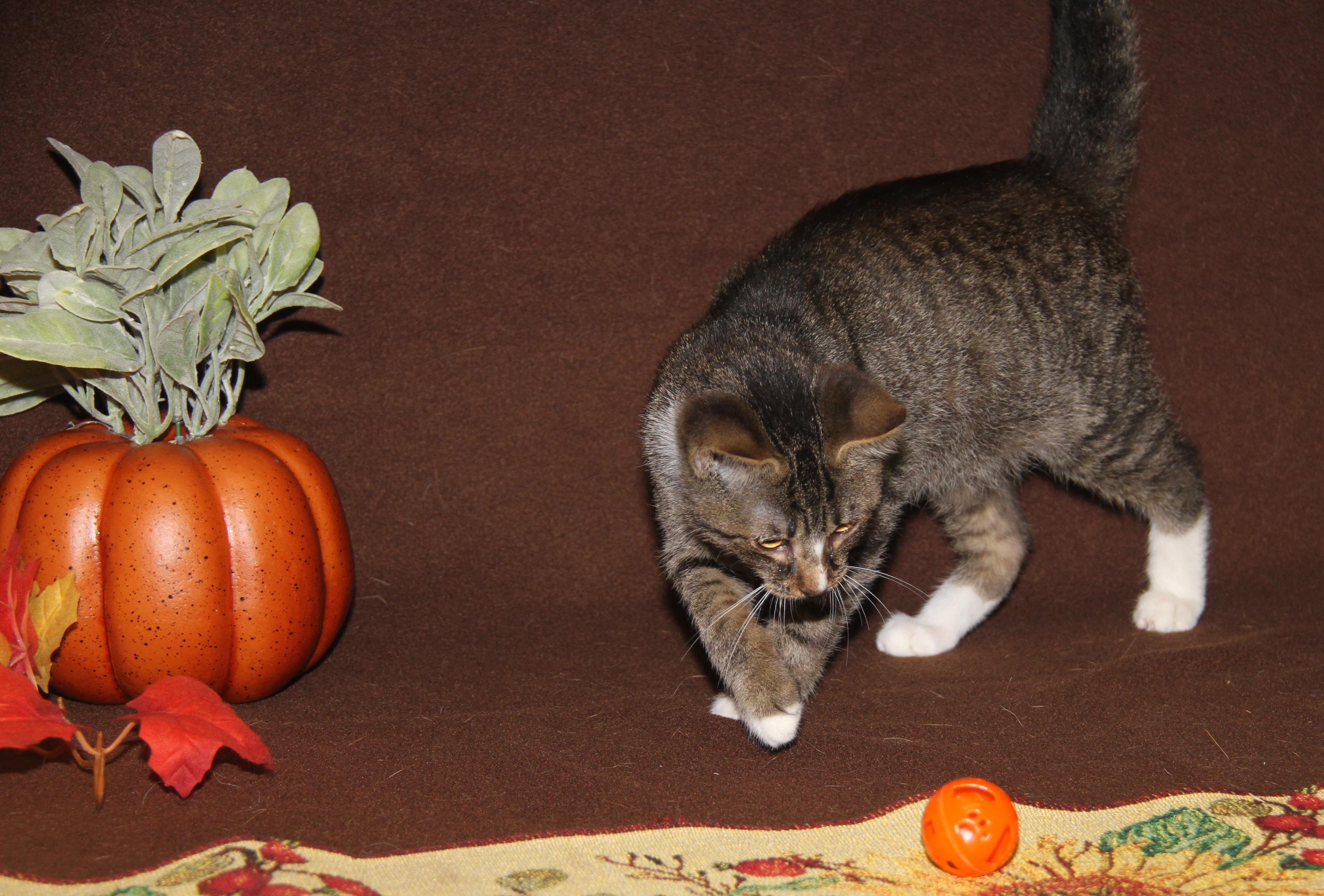 Peanut Butter Kiss (Musketeer's Kitten) (Neutered) (Photos 10/10/2025)