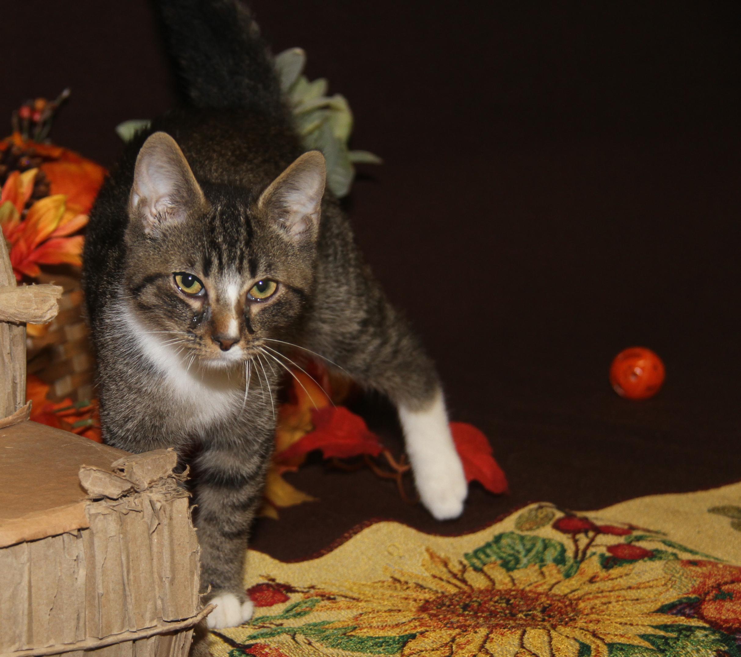 Peanut Butter Kiss (Musketeer's Kitten) (Neutered) (Photos 10/10/2025)