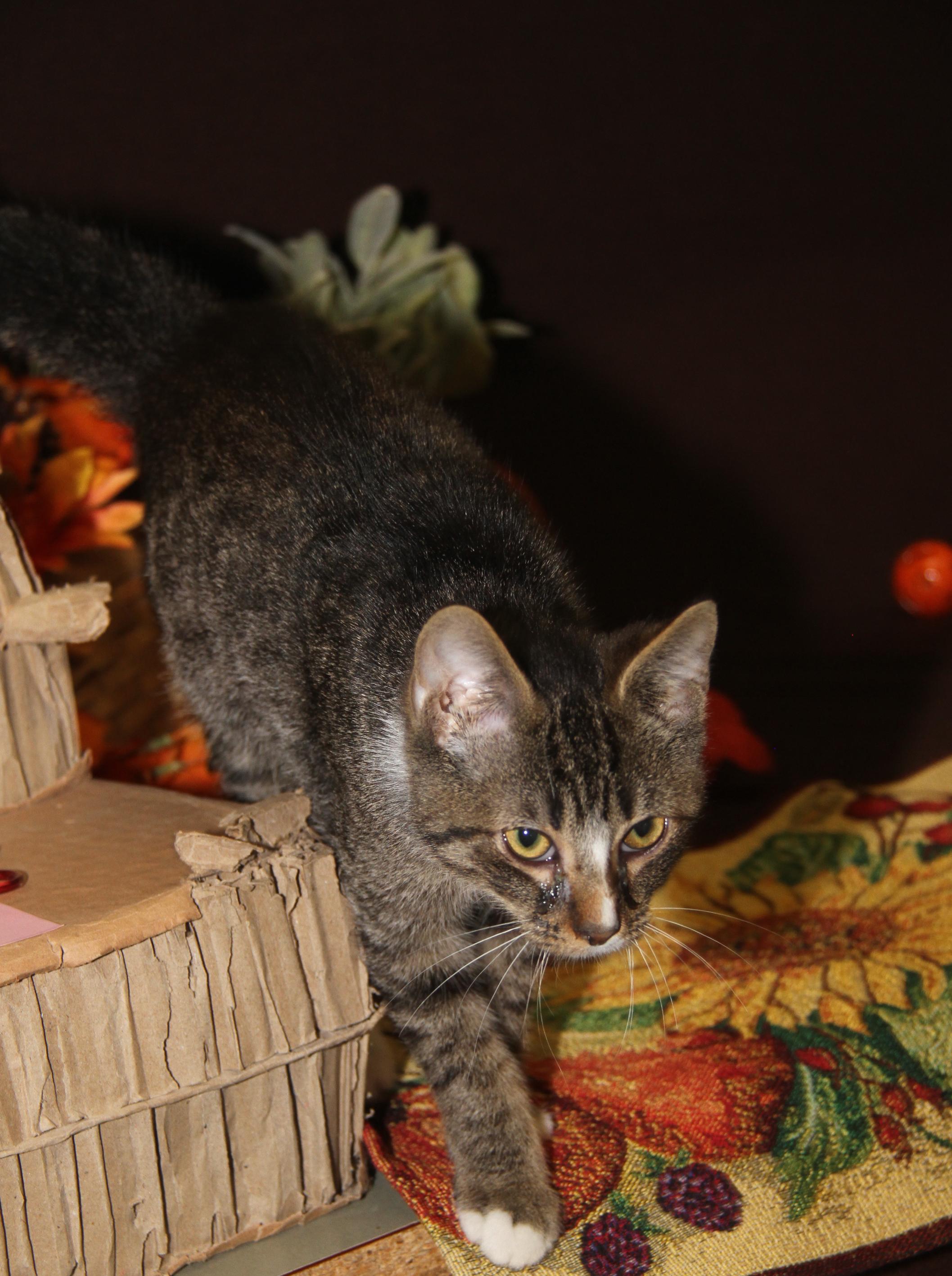 Peanut Butter Kiss (Musketeer's Kitten) (Neutered) (Photos 10/10/2025)