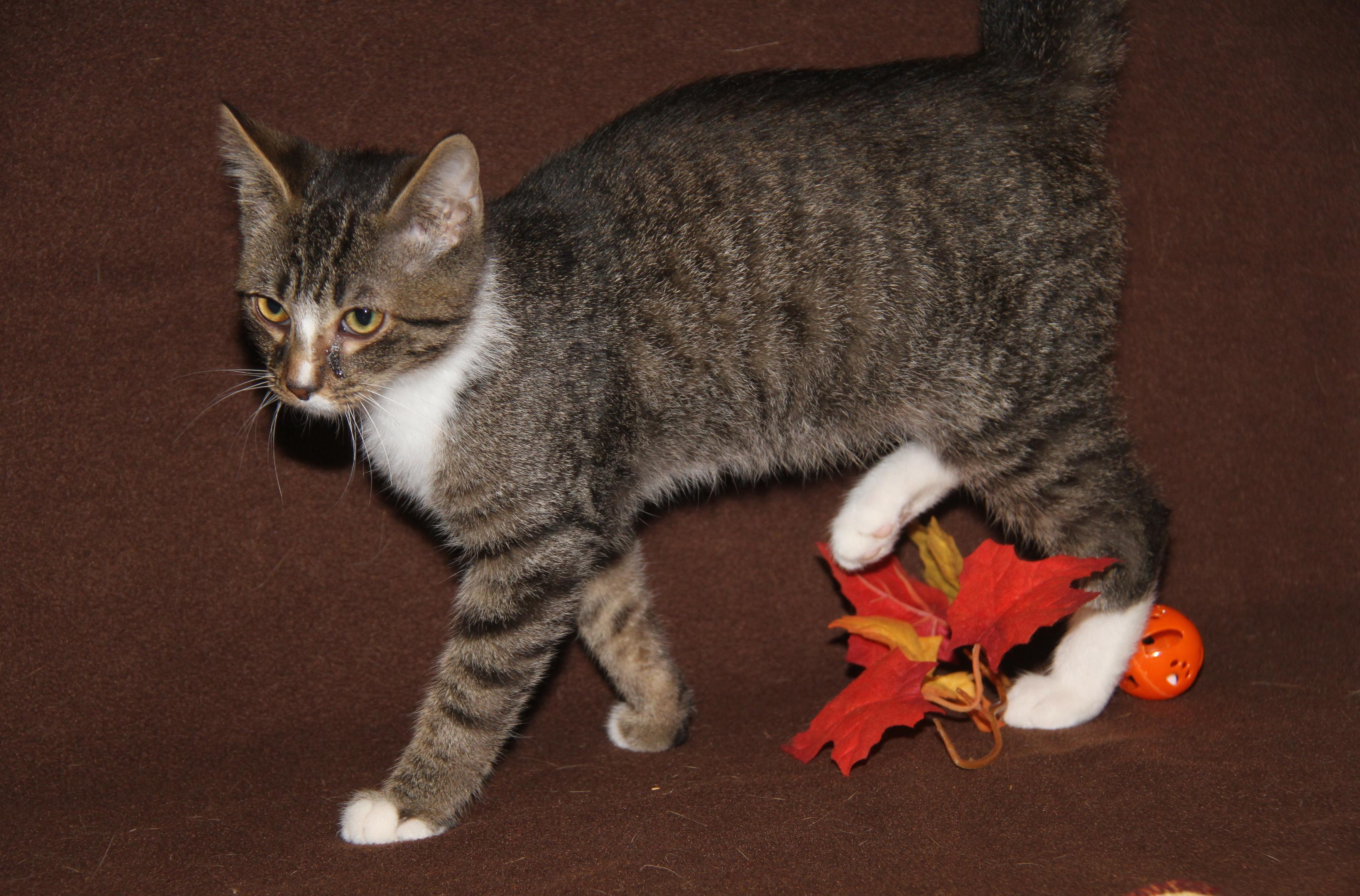 Peanut Butter Kiss (Musketeer's Kitten) (Neutered) (Photos 10/10/2025)