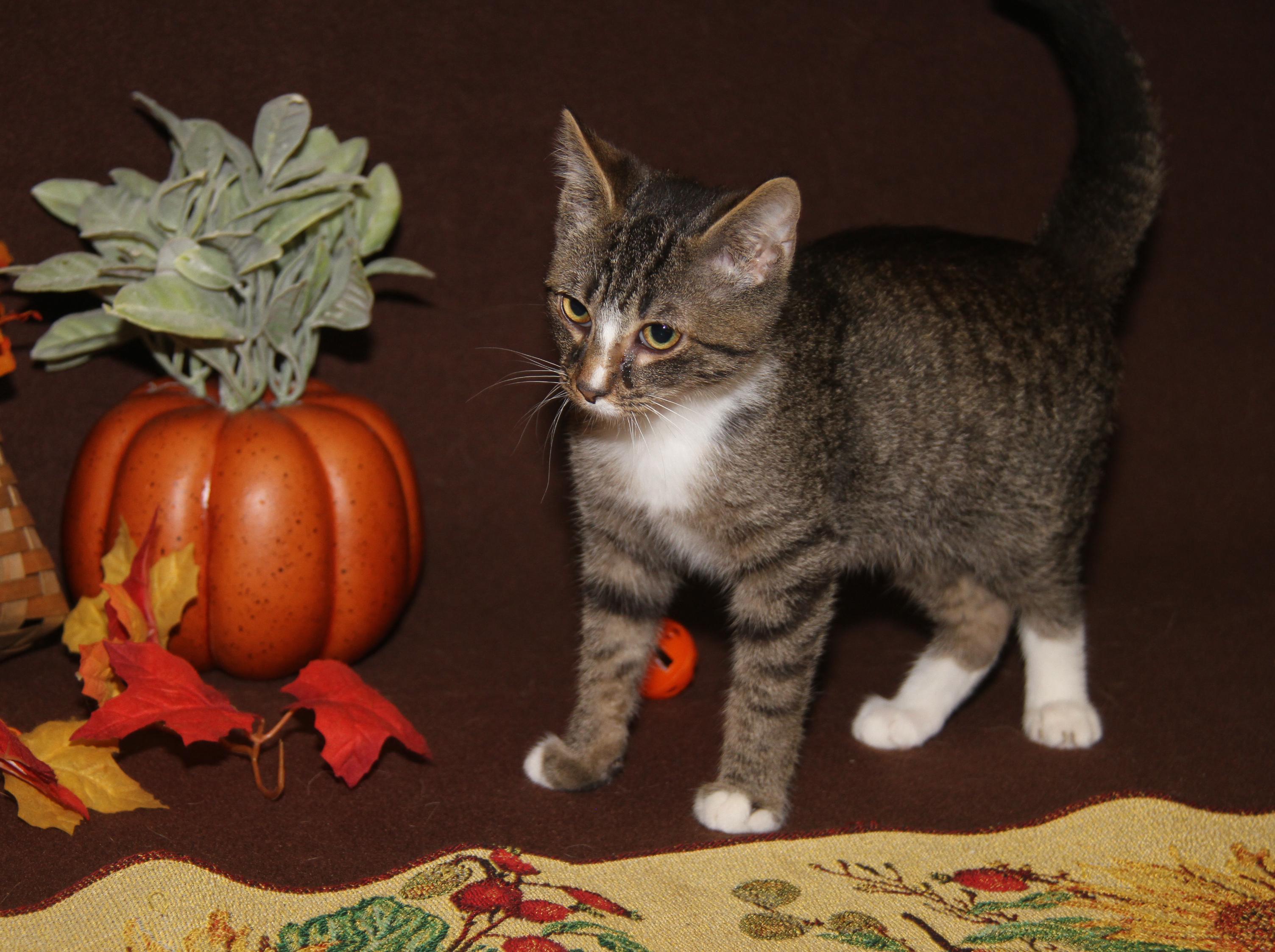 Peanut Butter Kiss (Musketeer's Kitten) (Neutered) (Photos 10/10/2025)
