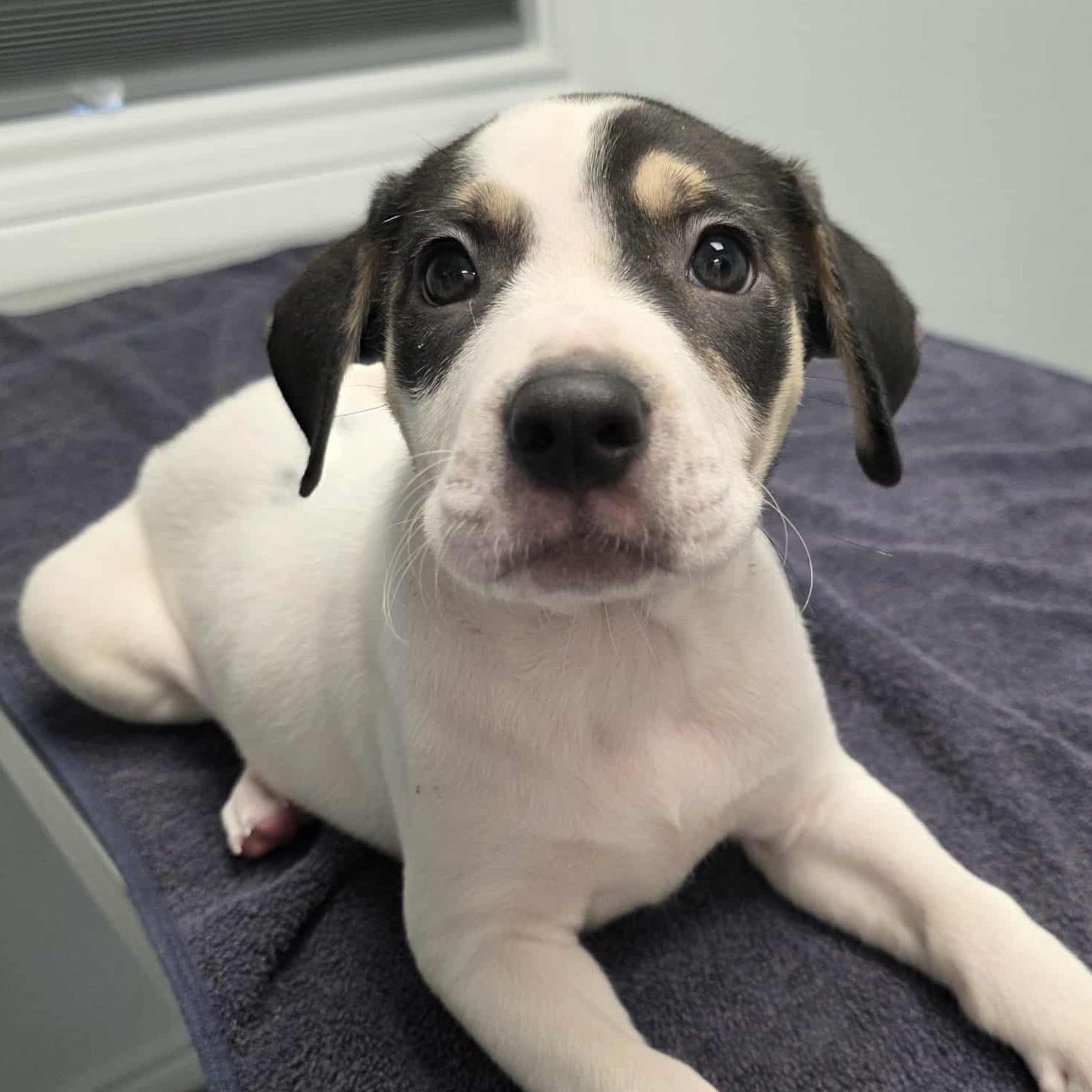 Snap (Snap, Crackle, Pop!), Adoptable, Puppy Male Pit Bull Terrier & German Shorthaired Pointer.