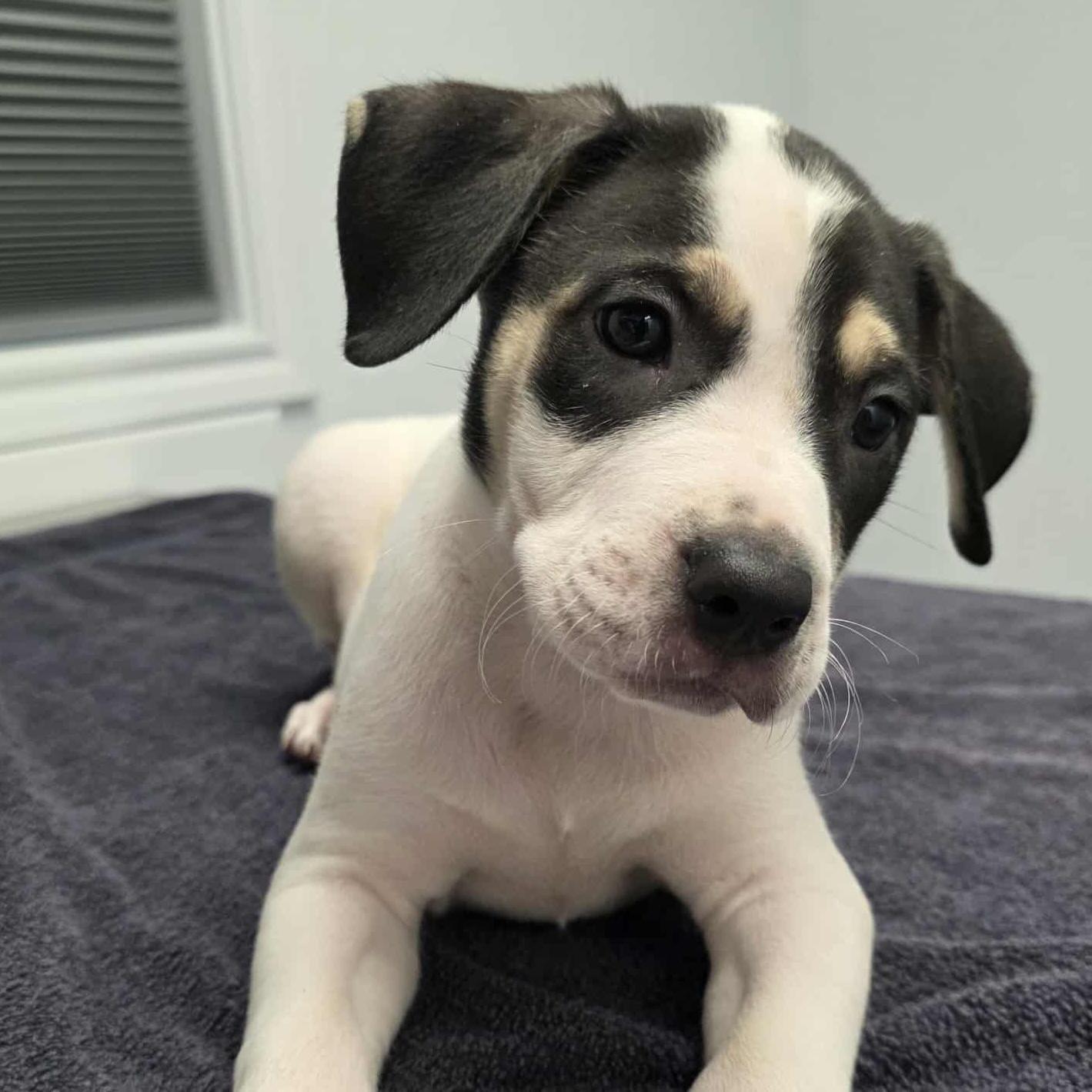 Enlarge Snap (Snap, Crackle, Pop!), an adopted mixed breed in Bryan, TX image 3/3