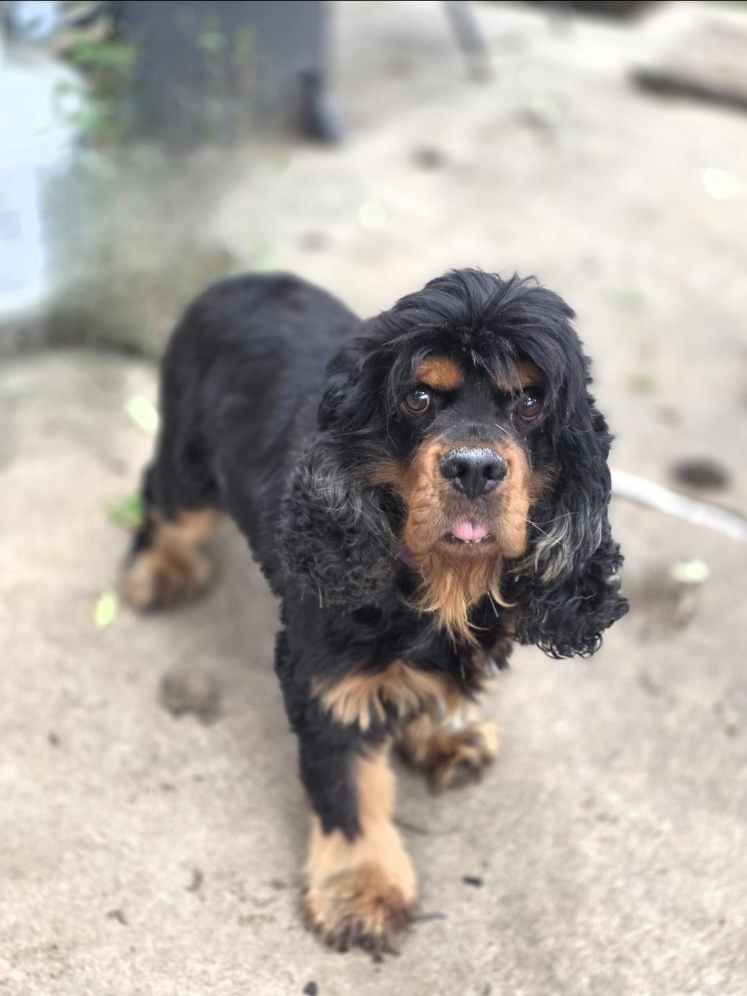 Enlarge Mac, a Adopted Cocker Spaniel in Lincoln, NE image 4/4