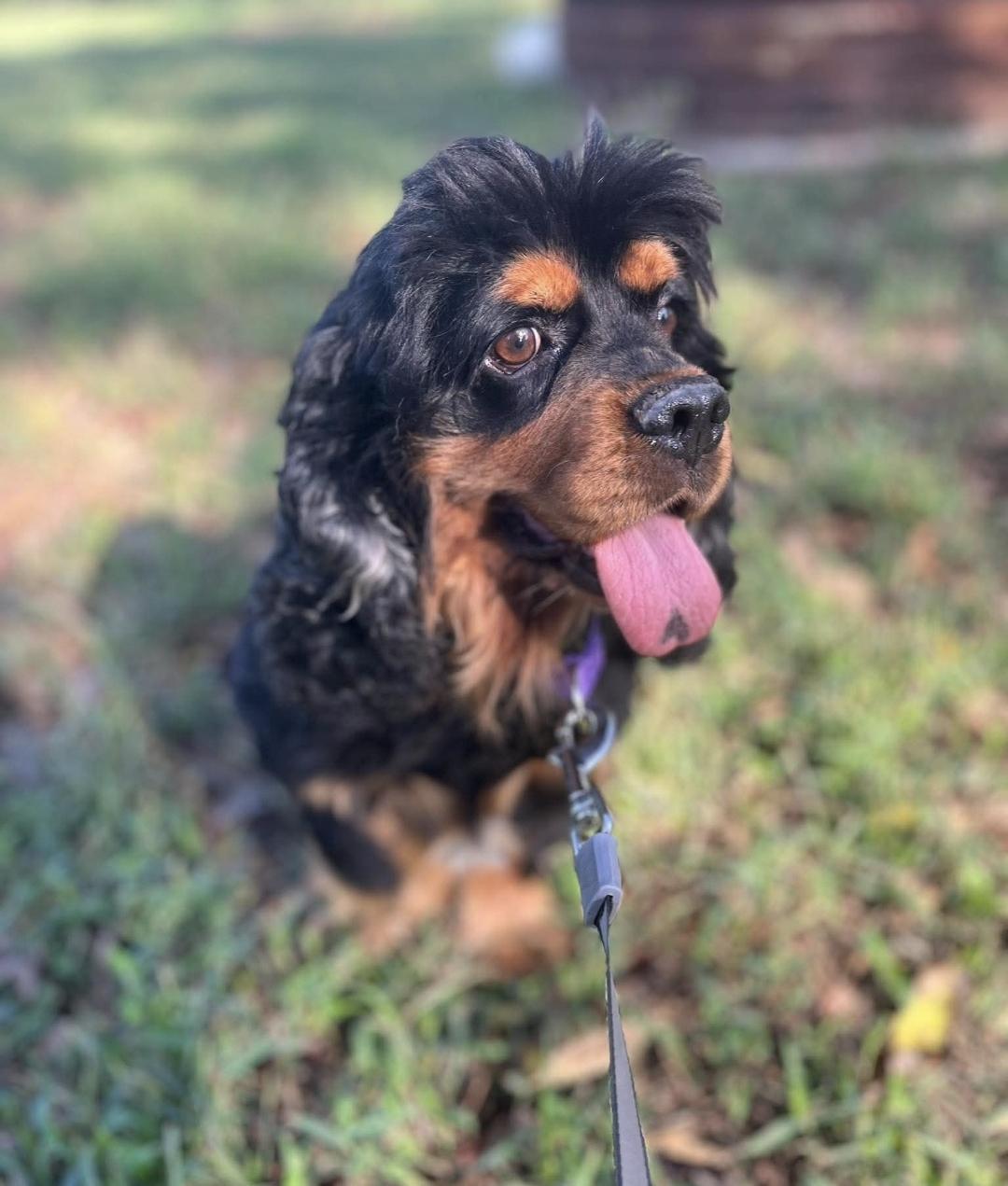 Enlarge Mac, a Adopted Cocker Spaniel in Lincoln, NE image 3/4