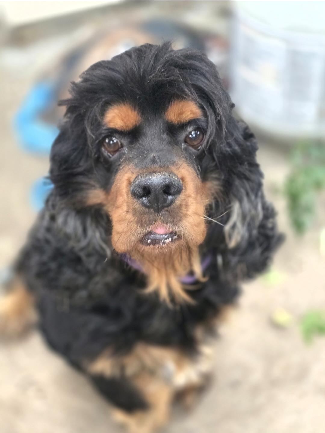 Mac, Adopted, Adult Male Cocker Spaniel.