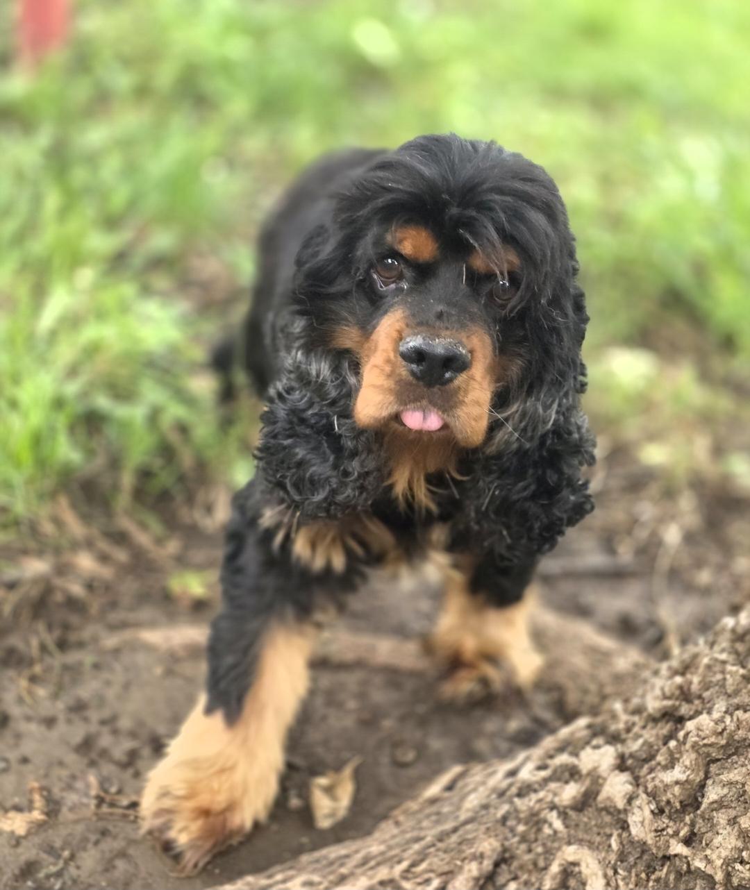 Enlarge Mac, a Adopted Cocker Spaniel in Lincoln, NE image 2/4