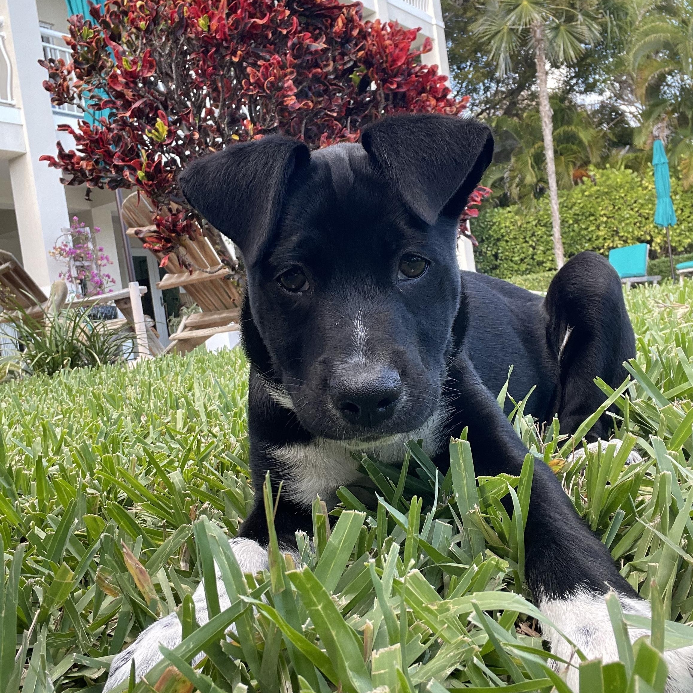 Enlarge Violet, a ADOPTABLE Mixed Breed in Key Largo, FL image 2/3