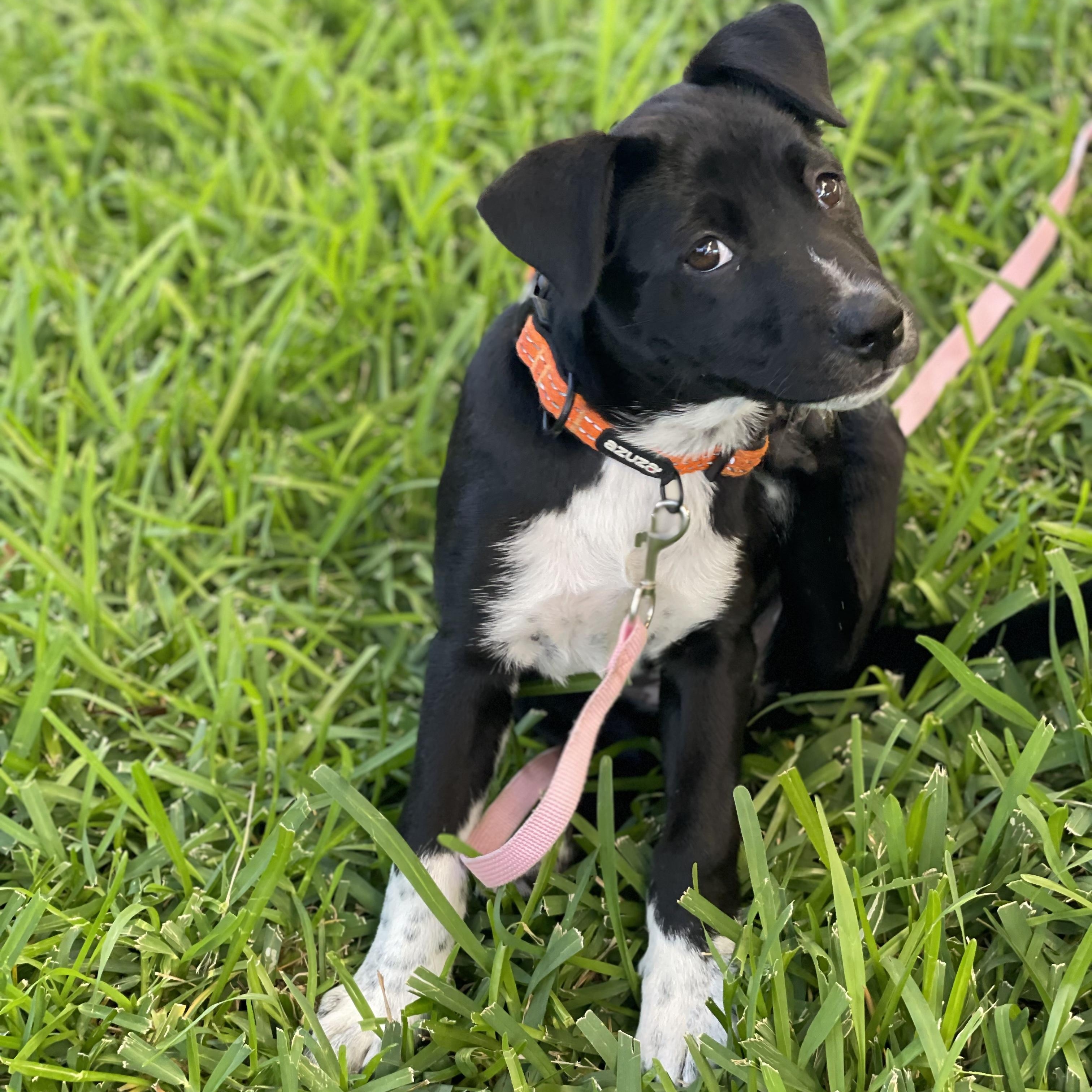 Enlarge Violet, a ADOPTABLE Mixed Breed in Key Largo, FL image 3/3
