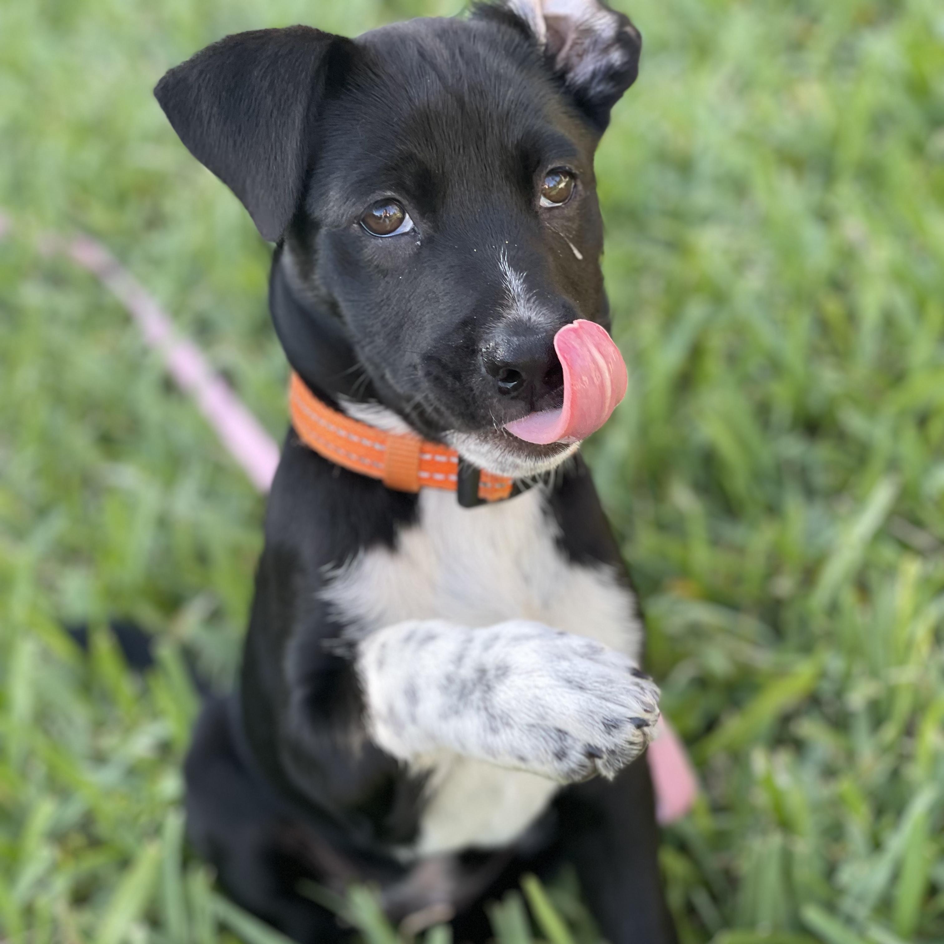Enlarge Violet, a ADOPTABLE Mixed Breed in Key Largo, FL image 1/3