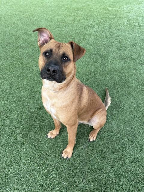 S'MORE, Adoptable, Young Male Pit Bull Terrier & Mixed Breed.