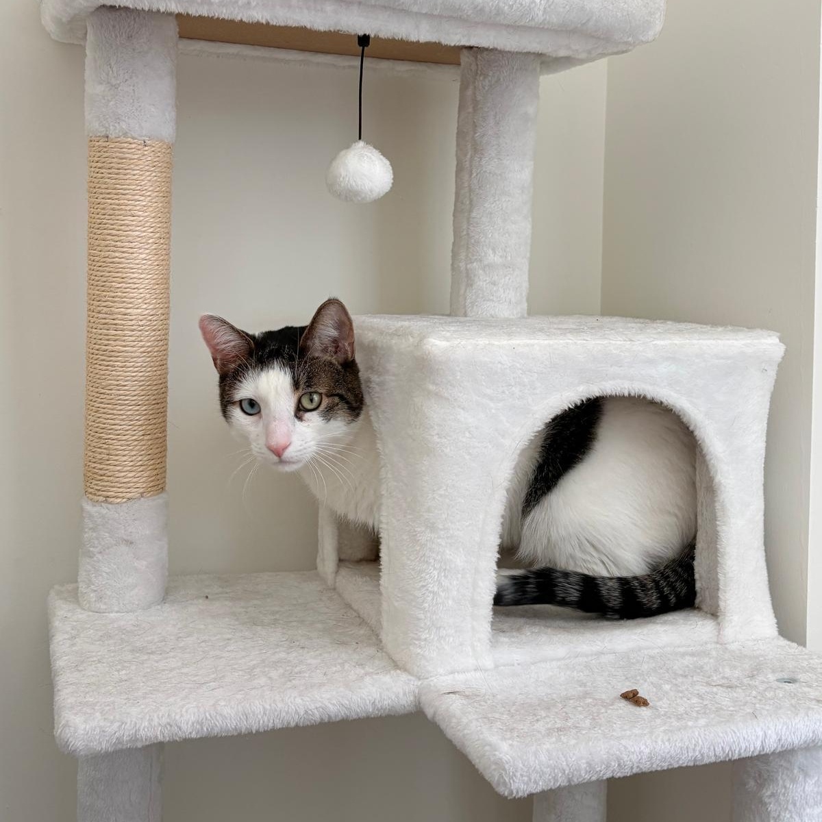 Enlarge Sokka, a ADOPTABLE Domestic Short Hair in New York, NY image 4/5