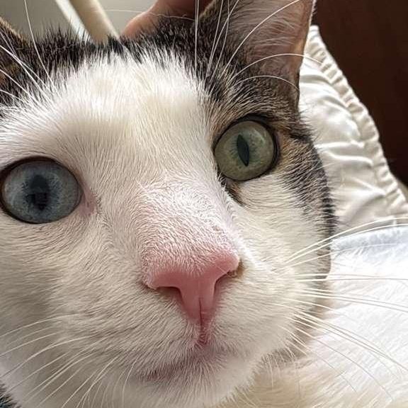 Enlarge Sokka, a ADOPTABLE Domestic Short Hair in New York, NY image 5/5