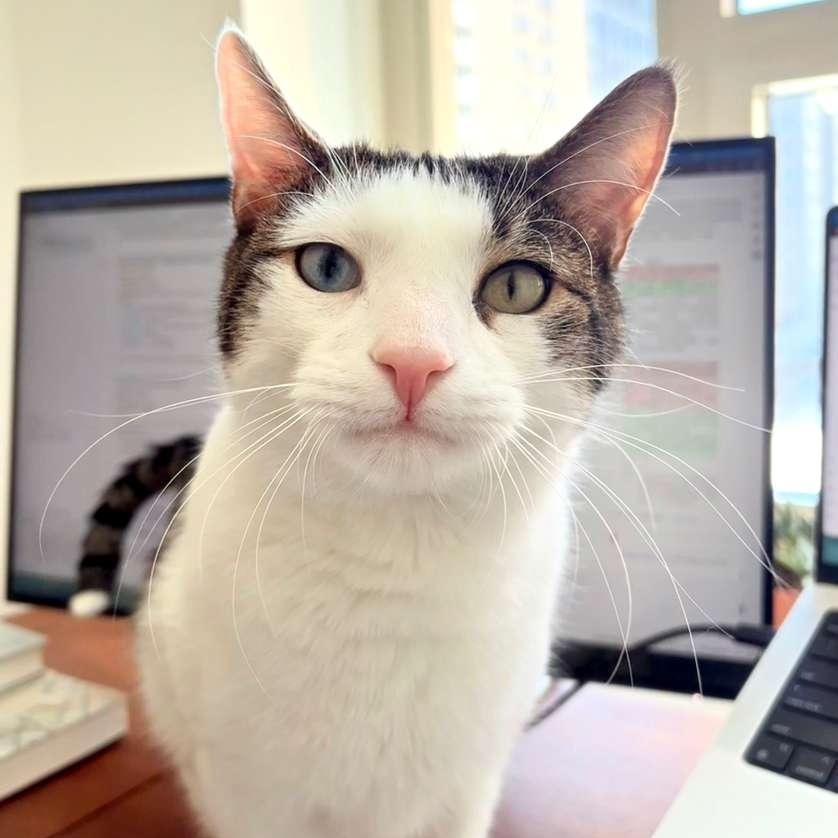 Enlarge Sokka, a ADOPTABLE Domestic Short Hair in New York, NY image 2/5