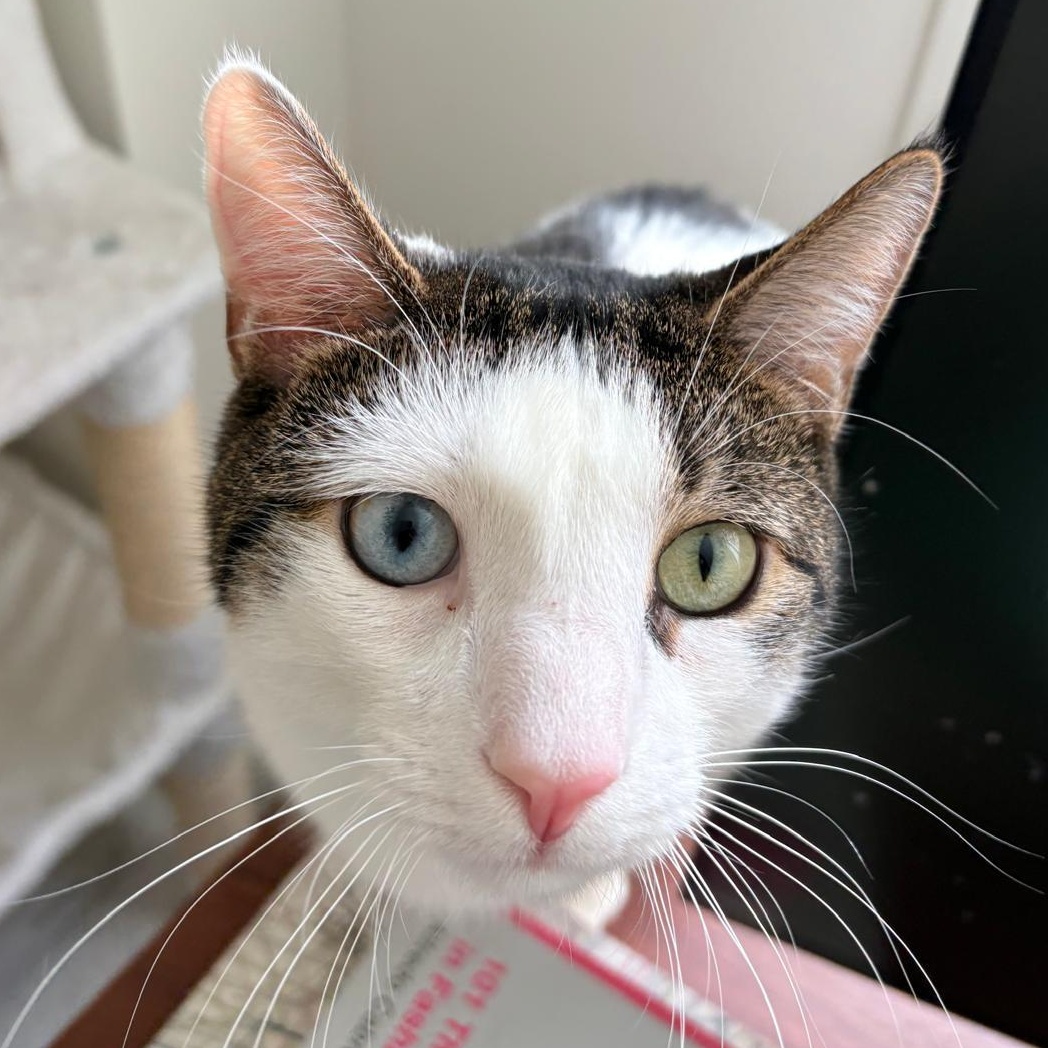 Enlarge Sokka, a ADOPTABLE Domestic Short Hair in New York, NY image 1/5