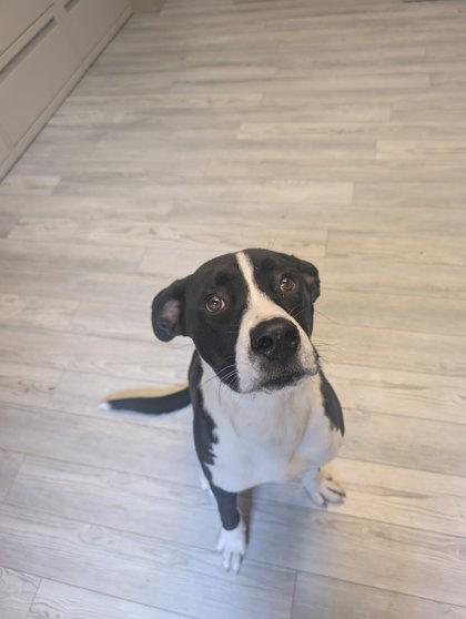 Enlarge Marley, a Adoptable Mixed Breed in South Bend, IN image 1/2