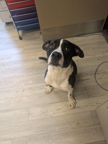 Enlarge Marley, a Adoptable Mixed Breed in South Bend, IN image 2/2