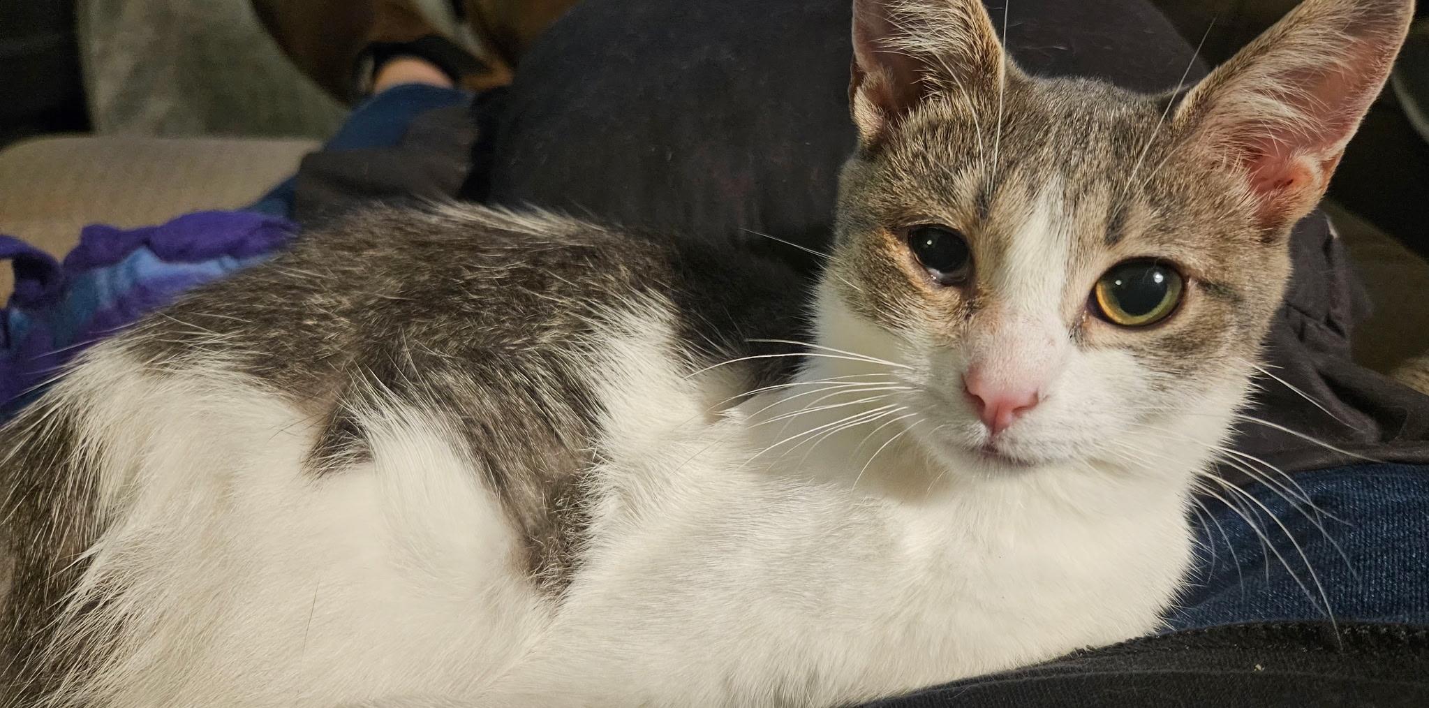 Pepper, a Adoptable Domestic Short Hair in Kirklin, IN image 3/5